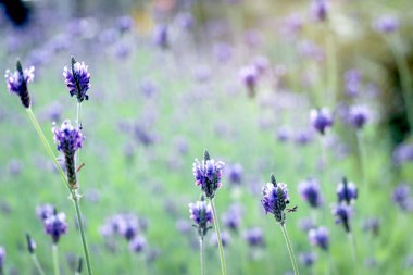 Selective focus of beautiful purple lavender flowers with sunlight blooming in lavender field with blur background in summer time. Fragrant flowers used for making perfumes and aromatherapy