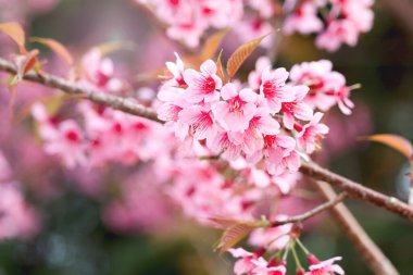 Wild Himalayan Cherry Blossom (Prunus cerasoides Rosaceae), beautiful pink cherry blossoming flower branches on nature outdoors. Pink Sakura flowers of Thailand, dreamy romantic image spring, landscape
