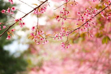 Wild Himalayan Cherry Blossom (Prunus cerasoides Rosaceae), beautiful pink cherry blossoming flower branches on nature outdoors. Pink Sakura flowers of Thailand, dreamy romantic image spring, landscape