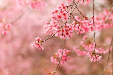 Wild Himalayan Cherry Blossom (Prunus cerasoides Rosaceae), beautiful pink cherry blossoming flower branches on nature outdoors. Pink Sakura flowers of Thailand, dreamy romantic image spring, landscape