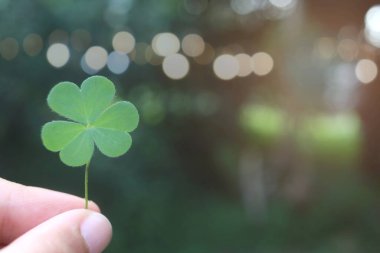 Fresh clover leaf, three-leaved shamrock, on hand with blurred green background. Happy St. Patrick's Day. Selective focus, clover leaves is symbolic of fourth luck.