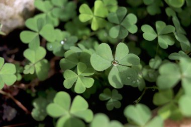 Fresh clover leaves, three-leaved shamrock, green natural background. Happy St. Patrick's Day. Selective focus, clover leaves is symbolic of fourth luck.