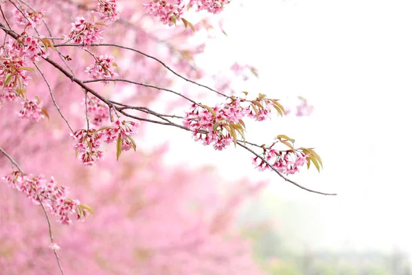 Wild Himalayan Cherry Blossom (Prunus cerasoides Rosaceae), beautiful pink cherry blossoming flower branches on nature outdoors. Pink Sakura flowers of Thailand, dreamy romantic image spring, landscape
