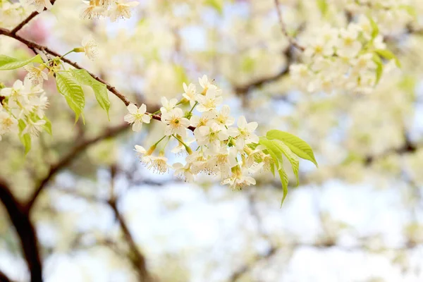 Wild Himalayan Cherry Blossom (Prunus cerasoides Rosaceae), beautiful white cherry blossoming flower branches on nature outdoors. White Sakura flowers of Thailand, dreamy romantic image spring, landscape
