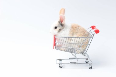 Adorable fluffy rabbit in shopping cart on white background, going to buy organic vegetable agriculture goods at grocery shop market, lovely and cute young bunny pet animal on sell concept