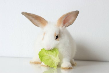 A cute white rabbit with long brown ears on white background, adorable bunny pat eating delicious green organic vegetable, healthy vegan food with pet 