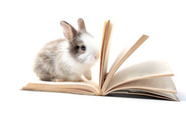 Adorable fluffy rabbit with opent book on white background, symbol of knowledge, learning and studying,lovely and cute bunny study and learn, pet student education and animal training concept