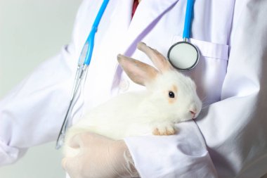 Rabbit needs veterinary care, sick and injured bunny pet has check-up at a vet clinic, hand of doctor wearing gloves gently holding rabbit.
