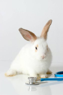 Cute white rabbit with long brown ears with doctor stethoscope veterinary on white background, sick and injured bunny pet has check-up at a vet clinic, adorable bunny medical equipment and pat concept