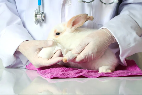 Rabbit needs veterinary care, sick and injured bunny pet has check-up at a vet clinic, hand of doctor wearing gloves gently putting a bandage on injured wound rabbit.
