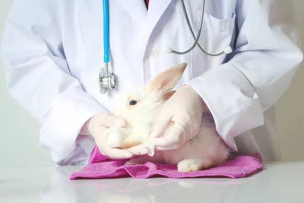 Rabbit needs veterinary care, sick and injured bunny pet has check-up at a vet clinic, hand of doctor wearing gloves gently putting a bandage on injured wound rabbit.