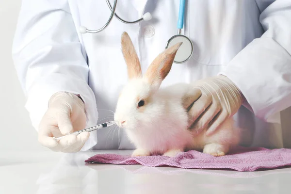 Rabbit needs veterinary care, sick and injured bunny pet has check-up at a vet clinic, hand of doctor wearing gloves gently feeding medicine and water to rabbit by using syringe.