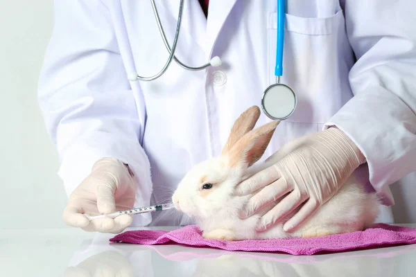 Rabbit needs veterinary care, sick and injured bunny pet has check-up at a vet clinic, hand of doctor wearing gloves gently feeding medicine and water to rabbit by using syringe.