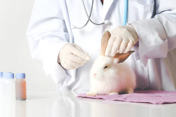 Rabbit needs veterinary care, sick and injured bunny pet has check-up at a vet clinic, hand of doctor wearing gloves gently cleaning ears of rabbit by using cotton bu