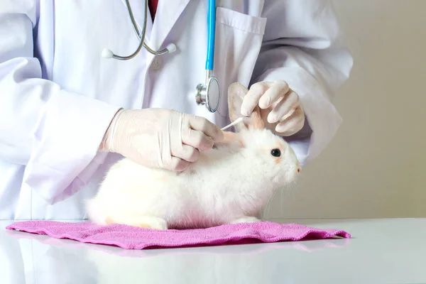Rabbit needs veterinary care, sick and injured bunny pet has check-up at a vet clinic, hand of doctor wearing gloves gently cleaning ears of rabbit by using cotton bu