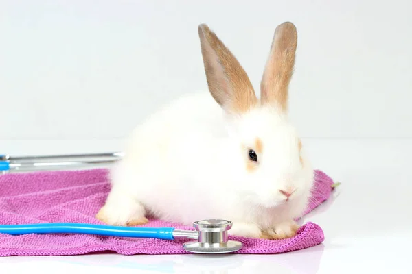 Cute white rabbit with long brown ears with doctor stethoscope veterinary on white background, sick and injured bunny pet has check-up at a vet clinic, adorable bunny medical equipment and pat concept