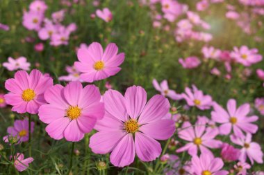Tarlada açan tatlı pembe kozmos çiçeği, güzel canlı doğal yaz bahçesi park görüntüsü, mor kozmos çiçeği yeşil arka planda açan ılık güneş ışığı.