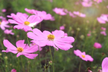 Tarlada açan tatlı pembe kozmos çiçeği, güzel canlı doğal yaz bahçesi park görüntüsü, mor kozmos çiçeği yeşil arka planda açan ılık güneş ışığı.