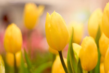 İlkbaharda açan sarı lale çiçeği doğal bahçe, yumuşak seçici odak, bahar mevsiminde açan lale çiçeği.