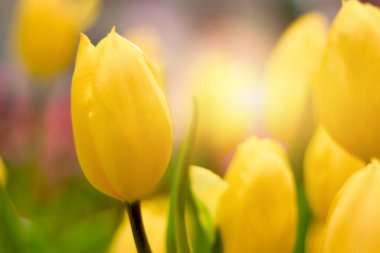 İlkbaharda açan sarı lale çiçeği doğal bahçe, yumuşak seçici odak, bahar mevsiminde açan lale çiçeği.