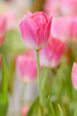 İlkbaharda açan tatlı pembe lale çiçeği. Doğal bahçe, yumuşak seçici odak, bahar mevsiminde açan lale çiçeği.