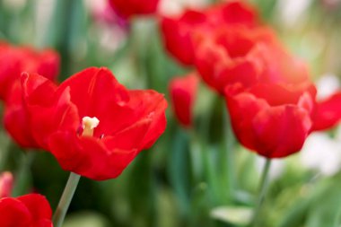 İlkbaharda açan kırmızı lale çiçeği yumuşak güneş ışığıyla doğal bahçe, yumuşak seçici odak, bahar mevsiminde açan lale çiçeği