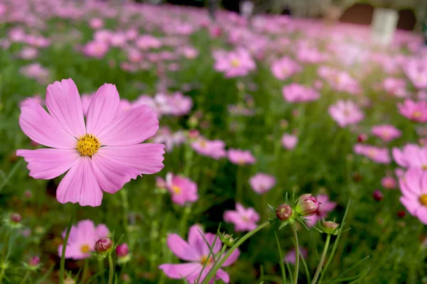 Édes Rózsaszín Kozmosz Virág Virágzik Területen Gyönyörű Élénk Természetes Nyári — Stock Fotó