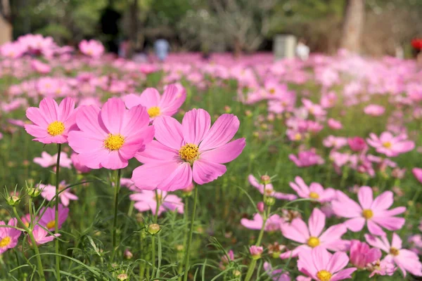 Dolce Fiore Cosmo Rosa Fioritura Nel Campo Bellissimo Giardino Estivo — Foto Stock