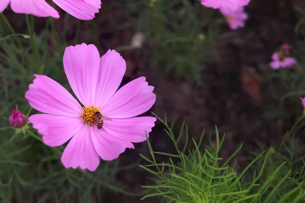 Flor Rosa Dulce Del Cosmos Que Florece Con Insecto Abeja — Foto de Stock