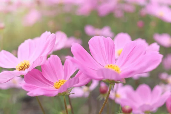 Dolce Fiore Cosmo Rosa Fioritura Nel Campo Bellissimo Giardino Estivo — Foto Stock