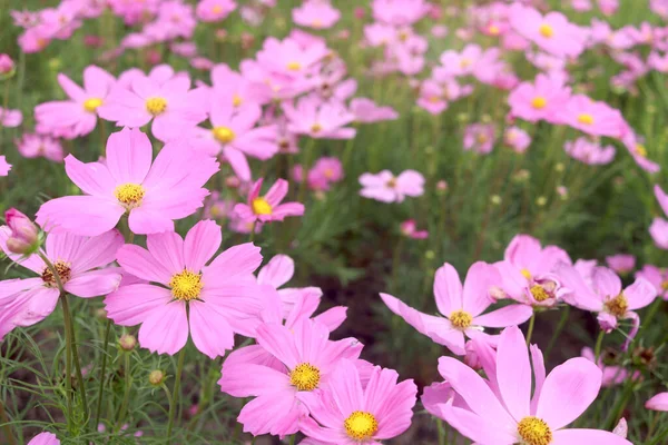 Sweet pink cosmos flower blooming in the field, beautiful vivid natural summer garden outdoor park image, purple cosmos flower blooming in green background with warm sun light.