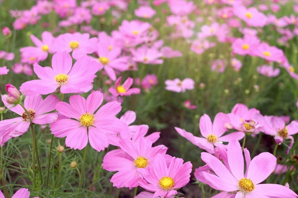 Sweet Pink Cosmos Flower Blooming Field Beautiful Vivid Natural Summer — Stock Photo, Image