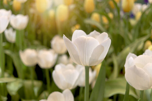 Цветок желтого тюльпана, цветущий весной в естественном саду, мягкий избирательный фокус, цветочный сад тюльпана, цветущий весной