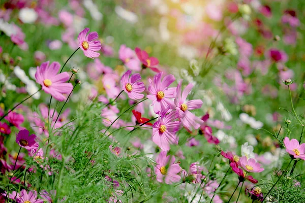 Rosa Kosmos Blume Blüht Auf Dem Feld Schöne Lebendige Natürliche — Stockfoto