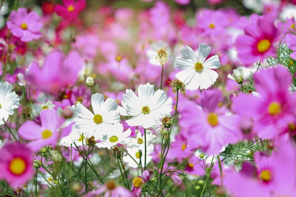 Fiore Cosmo Bianco Fioritura Nel Campo Con Cosmo Viola Rosa — Foto Stock