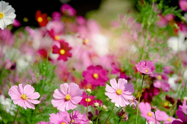 Pink Cosmos Flower Blooming Field Beautiful Vivid Natural Summer Garden — Stock Photo, Image