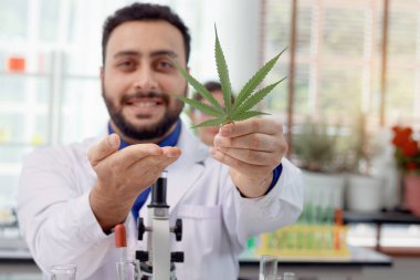 Bilim laboratuarında marihuana yaprağı, laboratuvar önlüklü biyokimyacı botanikçi kenevir gösteriyor, eczacı araştırmacı deneyler yapıyor ve esrarlı aromatik yağ, alternatif şifalı bitkiler çıkarıyor..