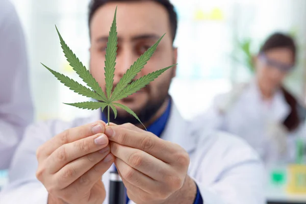 Marijuana Leaf Scientist Hand Science Laboratory Biochemist Botanist Lab Coat — Stock Photo, Image
