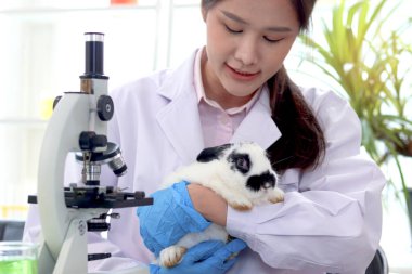 Güzel Asyalı tıp bilimci mikroskop ve veteriner laboratuarında tavşan, laboratuvar önlüklü kadın araştırmacı deneysel hayvan ve veteriner kadın toksikoloji üzerine deney yapıyor.