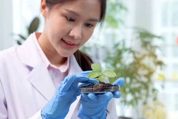 Beautiful Asian Scientist Woman Looking Petri Dish Green Plant Female — Stock Photo, Image
