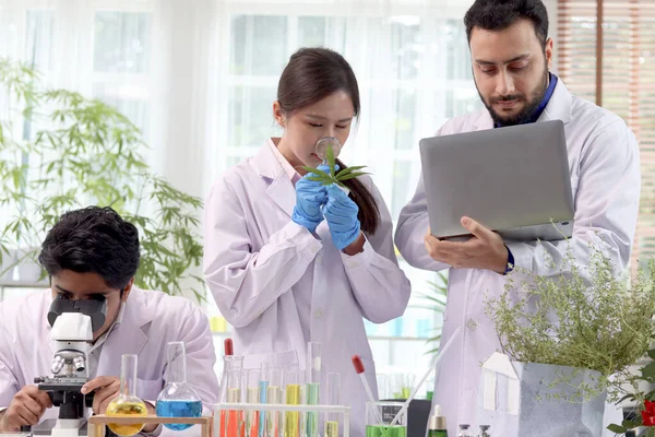 科学家小组的男女成员穿着实验室外套在实验室里做大麻大麻叶实验 药剂师小组在实验室里提取大麻油 医学研究人员在研究替代草药 — 图库照片
