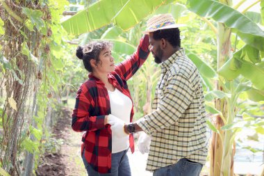 Mutlu çiftçi ailesi tarımda ya da çiftçilikte birlikte çalışıyor, gülümseyen kadın bahçıvan sevgilisinin kafasına hasır şapka takıyor, siyah sakallı Afrikalı bir adam karısıyla tarımda çalışıyor.