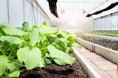 Ağaç seralarında yeşil yapraklı sebzeler, kırsal alanda sebze bahçesinde yetişen taze bitkiler, tarım alanında yeşil planlar..