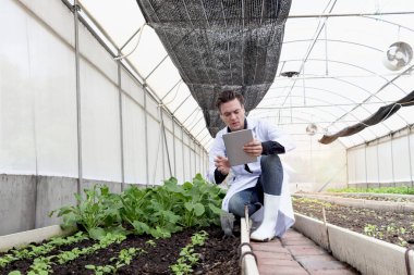 Laboratuvar önlüklü bir botanikçi, elinde tablet tutuyordu. Deneysel bitki arsaları üzerinde çalışıyordu. Erkek biyolojik araştırmacı seralarda bitki deneylerini kontrol ediyordu. Biyoloji ve Tarım Bilimi