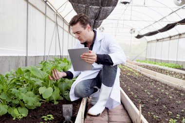 Laboratuvar önlüklü bir botanikçi, elinde tablet tutuyordu. Deneysel bitki arsaları üzerinde çalışıyordu. Erkek biyolojik araştırmacı seralarda bitki deneylerini kontrol ediyordu. Biyoloji ve Tarım Bilimi