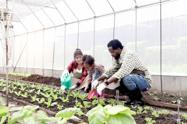 Happy family in vegetable garden at countryside, Asian mother, African father and curly haired girl kid daughter work in farm together. Watering, shoveling soil, weeding and caring agricultural plants