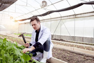 Beyaz laboratuvar önlüklü botanikçi bilim adamı deneysel bitki arsaları üzerinde çalışıyor, erkek biyolojik araştırmacılar kürekçilik yapıyor, seralarda bitkilerle bilim deneyi yapıyor. Biyoloji ve Tarım Bilimi