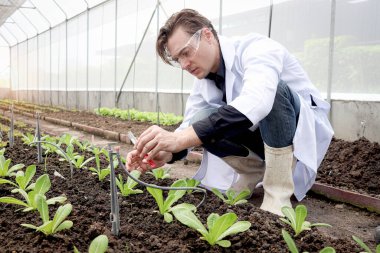 Beyaz önlüklü botanikçi bilim adamı deneysel bitki sahaları üzerinde çalışıyor, erkek biyolojik araştırmacı seralarda bitki ile bilim tarımı deneyi için kimyasal test tüpü tutuyor.