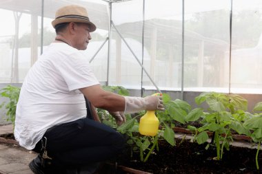 Asyalı yaşlı bir adam plastik sisli şişe tutuyor ve bitkilere sıvı su gübresi sıkıyor. Çiftliğinde sebzelerle ilgilenen bahçıvan, tarım serasında çalışan çiftçi..