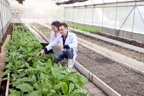 Botanist scientist woman and man in lab coat work together on experimental plant plots, two biological researchers hold laptop and tablet while discuss on science experiment with plant in greenhouses.